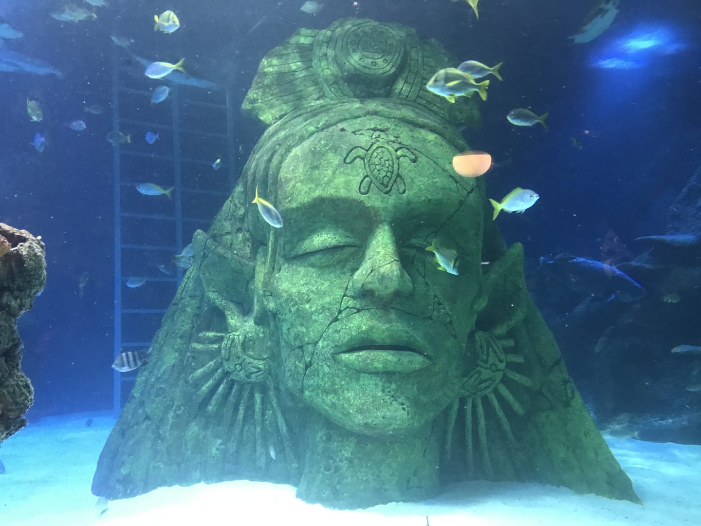 sea life manchester review