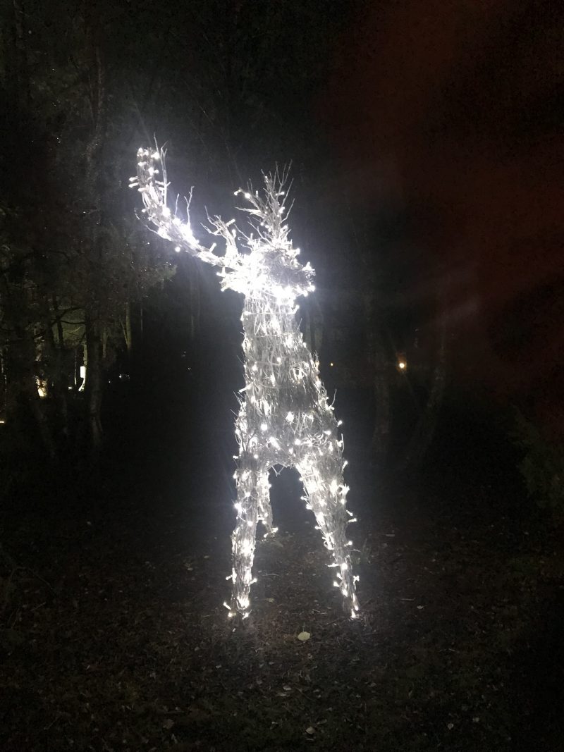 Reindeer in the forest at Center Parcs Christmas Winter Wonderland